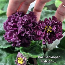 ВаТ-Балморал